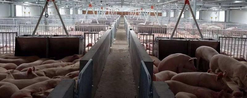 養豬50頭有多少利潤