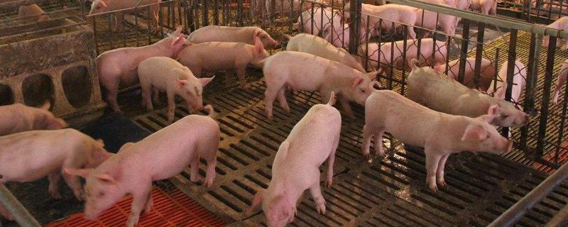 養豬好還是養雞好