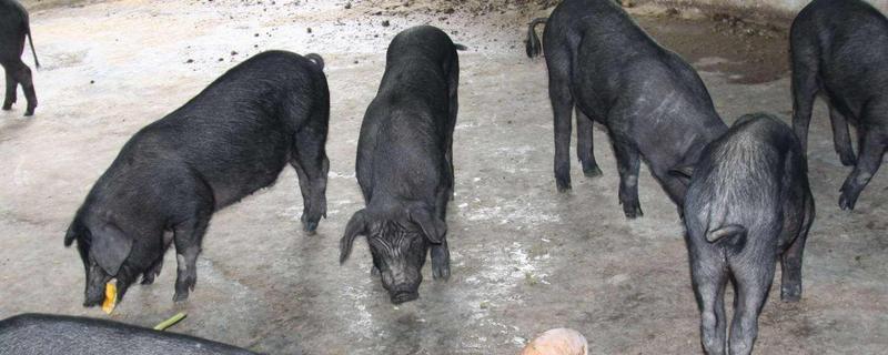 養(yǎng)豬要什么條件