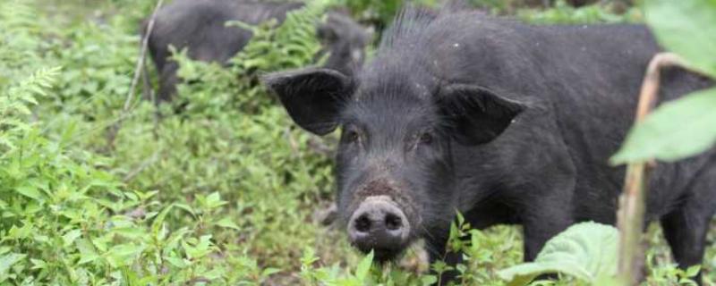 養豬種植什么草最好