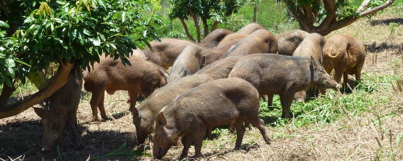 野豬種豬多少錢一頭