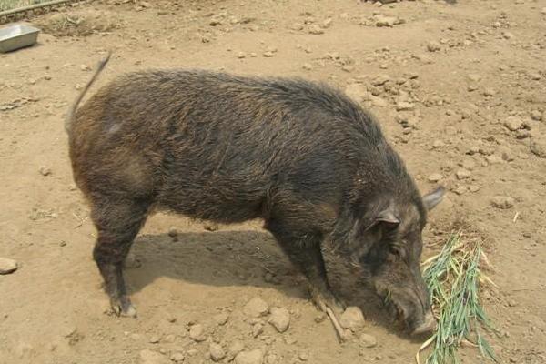 野豬種豬多少錢一頭