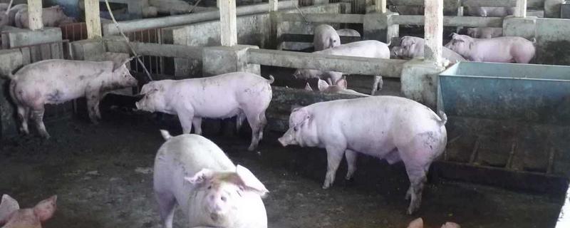 豬出欄什么意思