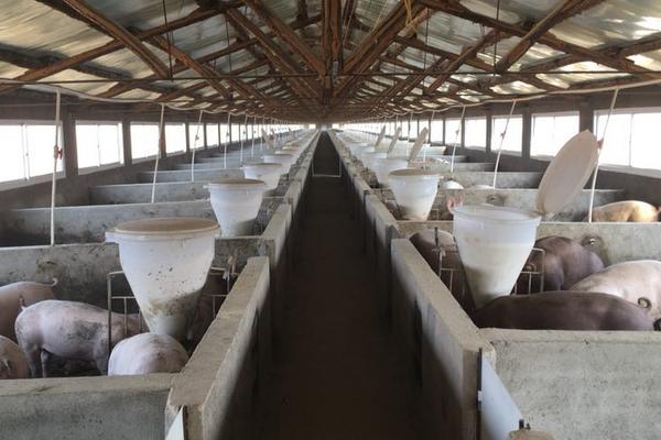 豬出欄什么意思