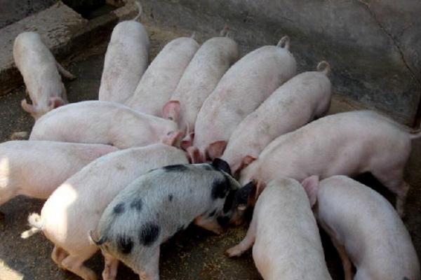 豬出欄什么意思