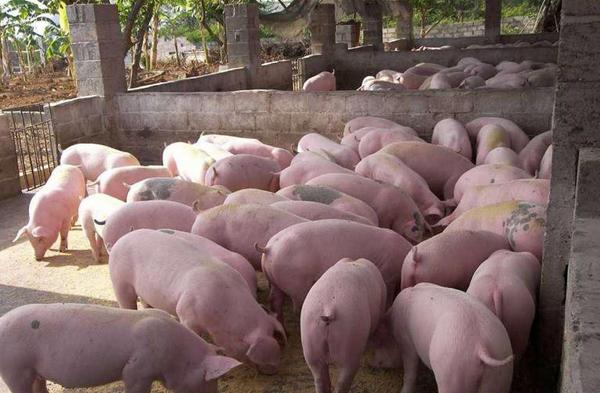 豬出欄什么意思