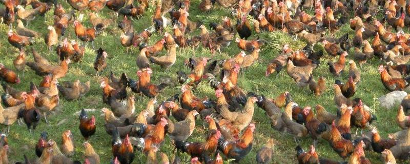 茶花雞養(yǎng)殖技術(shù)