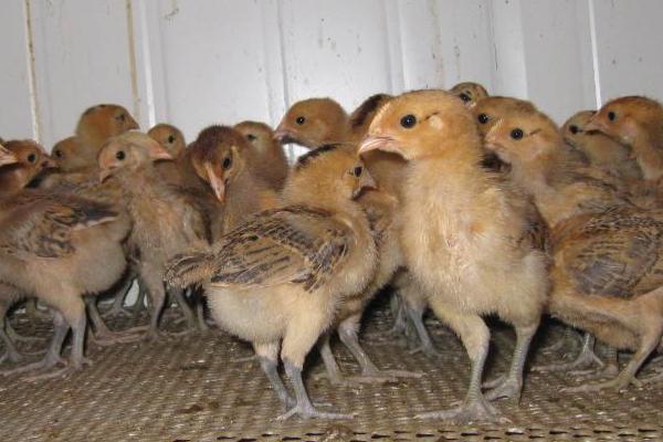 茶花雞養殖技術