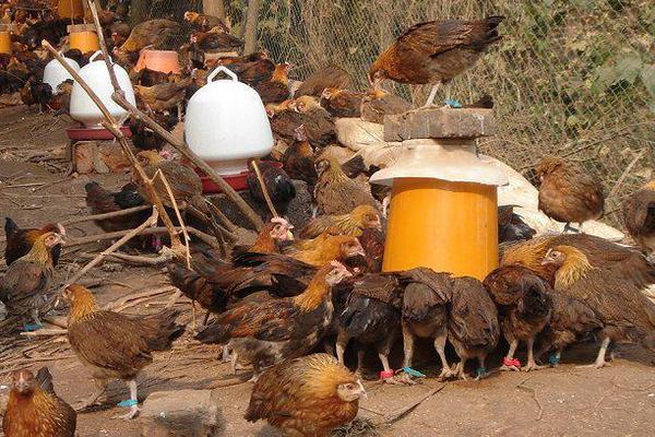 茶花雞養殖技術