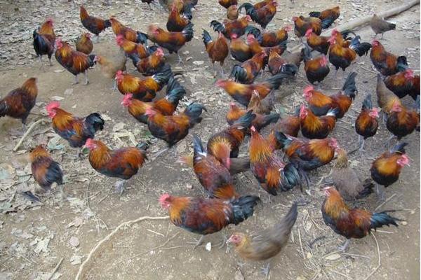 茶花雞養殖技術