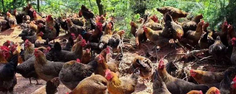 崇仁麻雞價格多少錢一斤