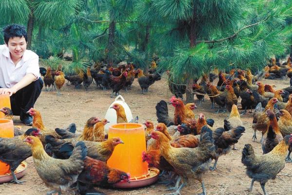 崇仁麻雞價格多少錢一斤