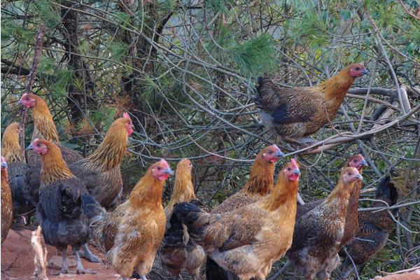 崇仁麻雞價格多少錢一斤