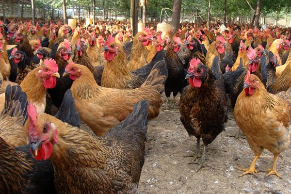 崇仁麻雞價格多少錢一斤