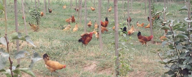 固始雞和淮南王哪個好