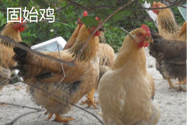 固始雞和淮南王哪個好