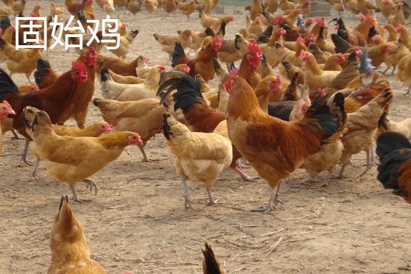 固始雞和淮南王哪個好