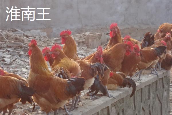 固始雞和淮南王哪個好