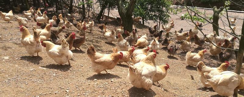 固始雞是土雞之王嗎