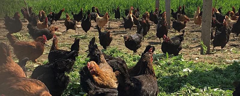 狼山雞能長(zhǎng)多大