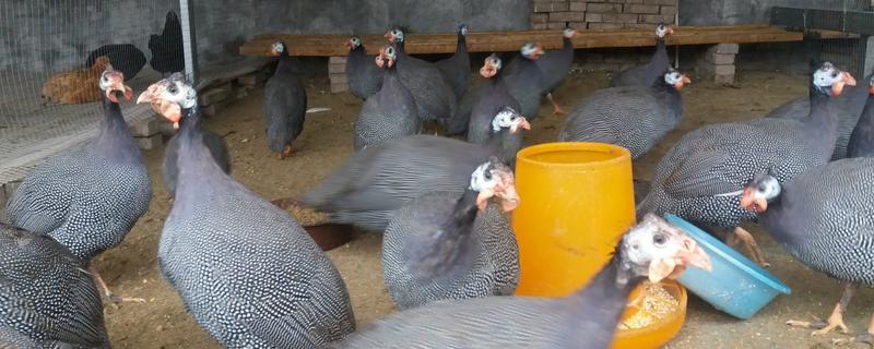 珍珠雞養多久可以賣