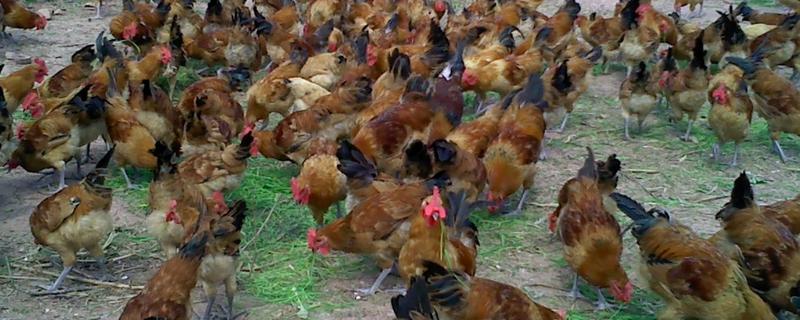 茶花雞苗價(jià)格多少錢一只