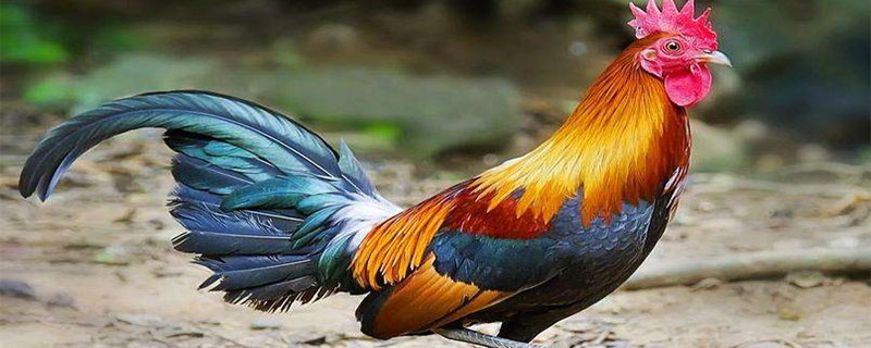 壩上長(zhǎng)尾雞優(yōu)缺點(diǎn)