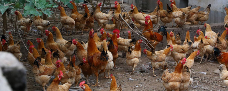 白耳黃雞養(yǎng)殖技術