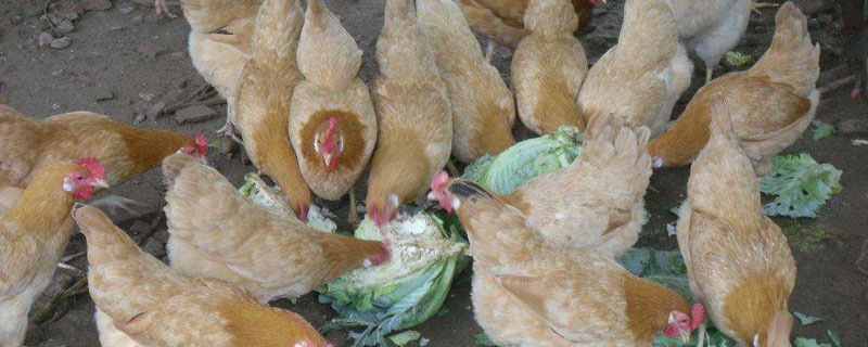 白耳黃雞最大多重