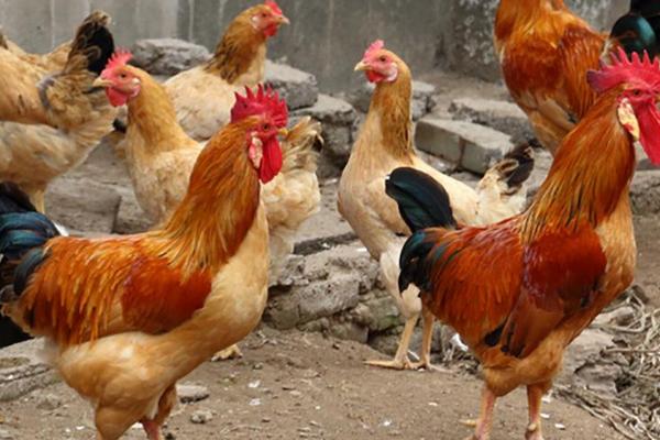 白耳黃雞最大多重