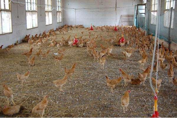 白耳黃雞最大多重