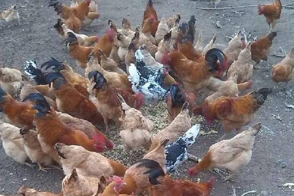 白耳黃雞最大多重