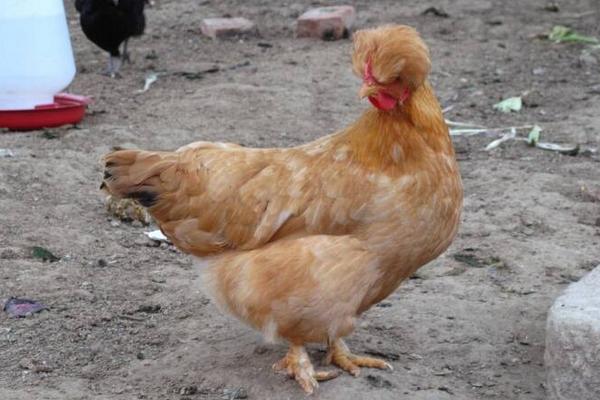 北京油雞為什么沒人養