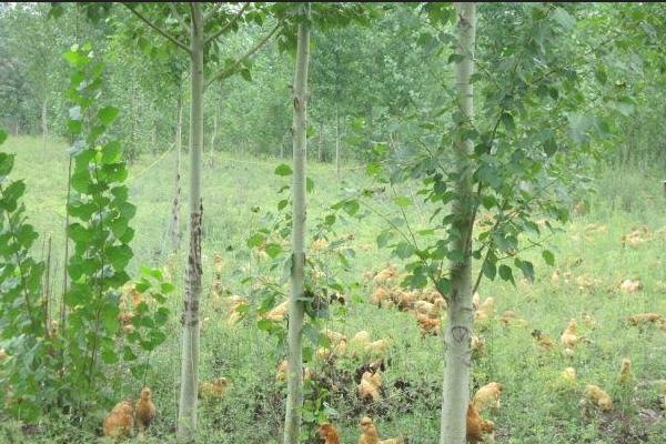 北京油雞為什么沒人養