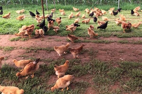 北京油雞為什么沒人養