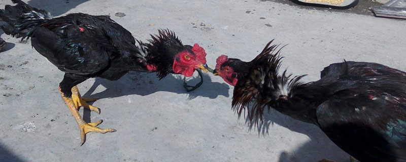 河南斗雞在什么地方