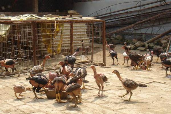 河南斗雞怎么訓練