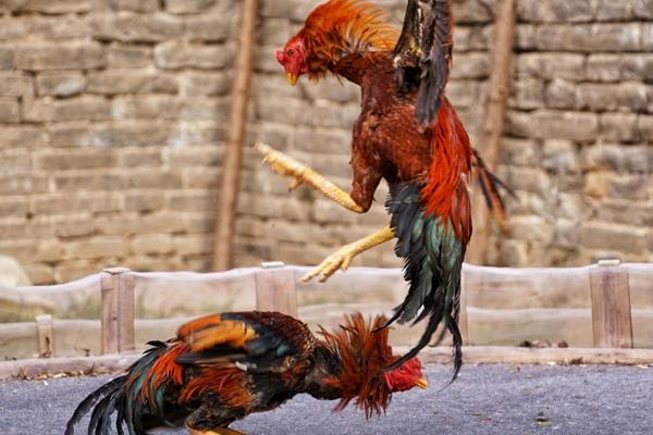 河南斗雞怎么訓練