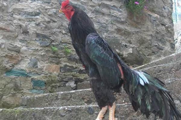 河南斗雞怎么訓練