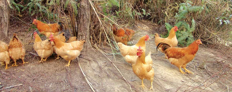 懷鄉(xiāng)雞價格多少錢一斤