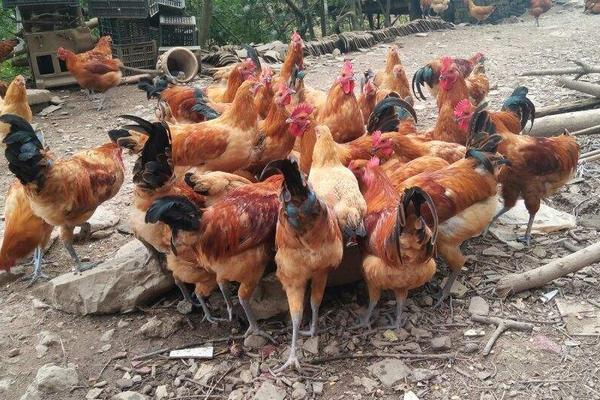 懷鄉(xiāng)雞價格多少錢一斤