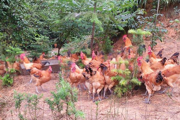 懷鄉(xiāng)雞價格多少錢一斤