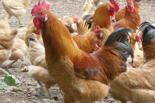 懷鄉(xiāng)雞價格多少錢一斤