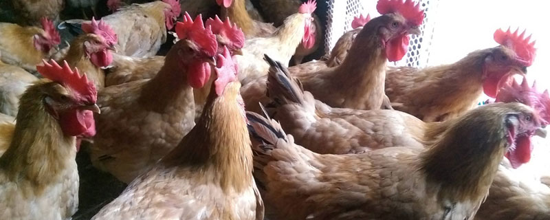 淮北麻雞價(jià)格多少錢一斤