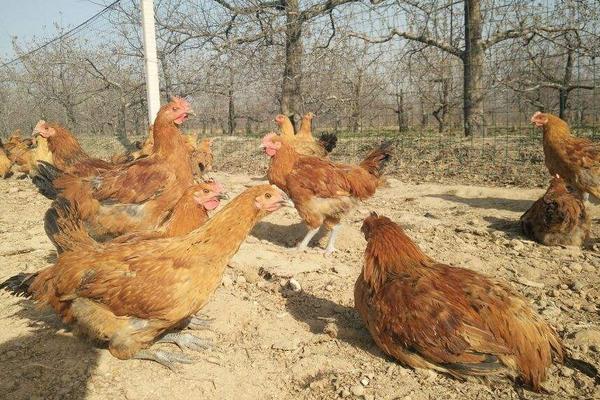 淮北麻雞價(jià)格多少錢一斤