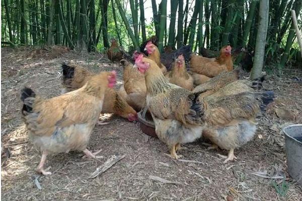 淮北麻雞價(jià)格多少錢一斤