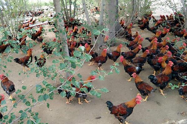 淮北麻雞價(jià)格多少錢一斤