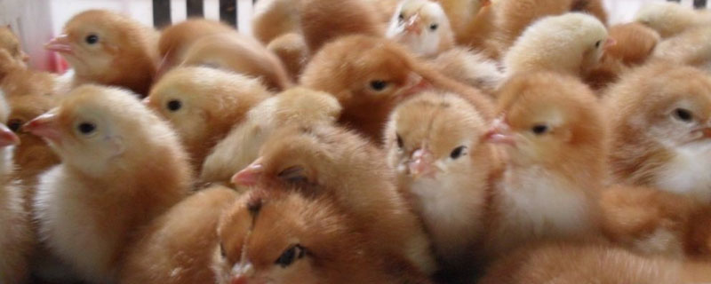 江漢雞苗價格多少錢一只