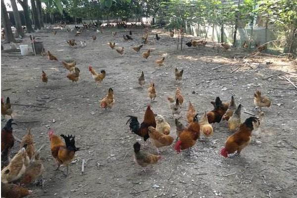 江漢雞苗價格多少錢一只