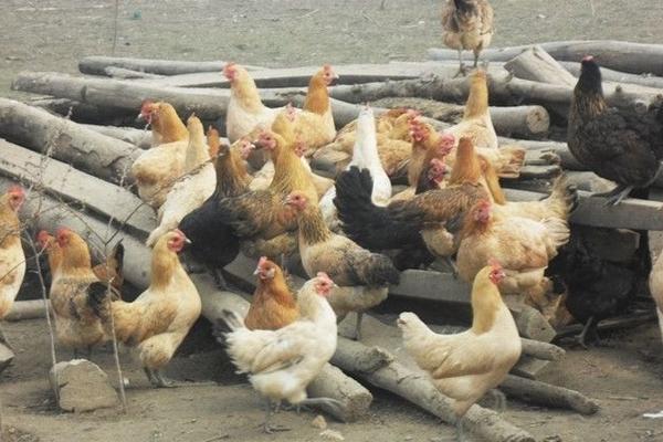 江漢雞苗價格多少錢一只